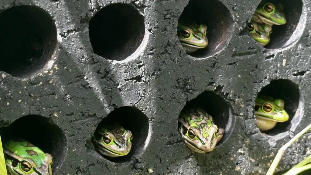 Saunas e banhos medicinais para rãs protegem anfíbios ameaçados
