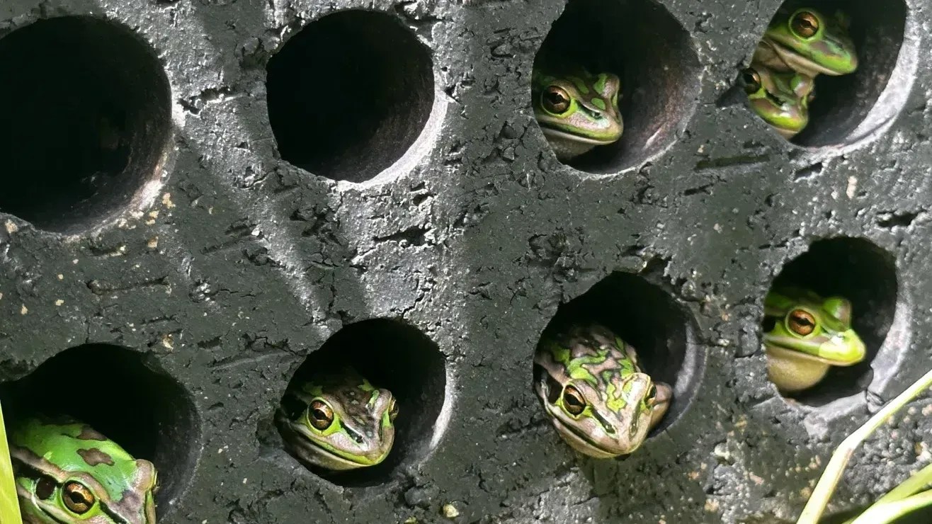 Saunas e banhos medicinais para rãs protegem anfíbios ameaçados