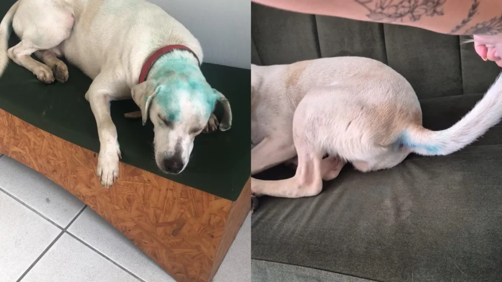 Universidade de SC investiga cão comunitário pintado em trote