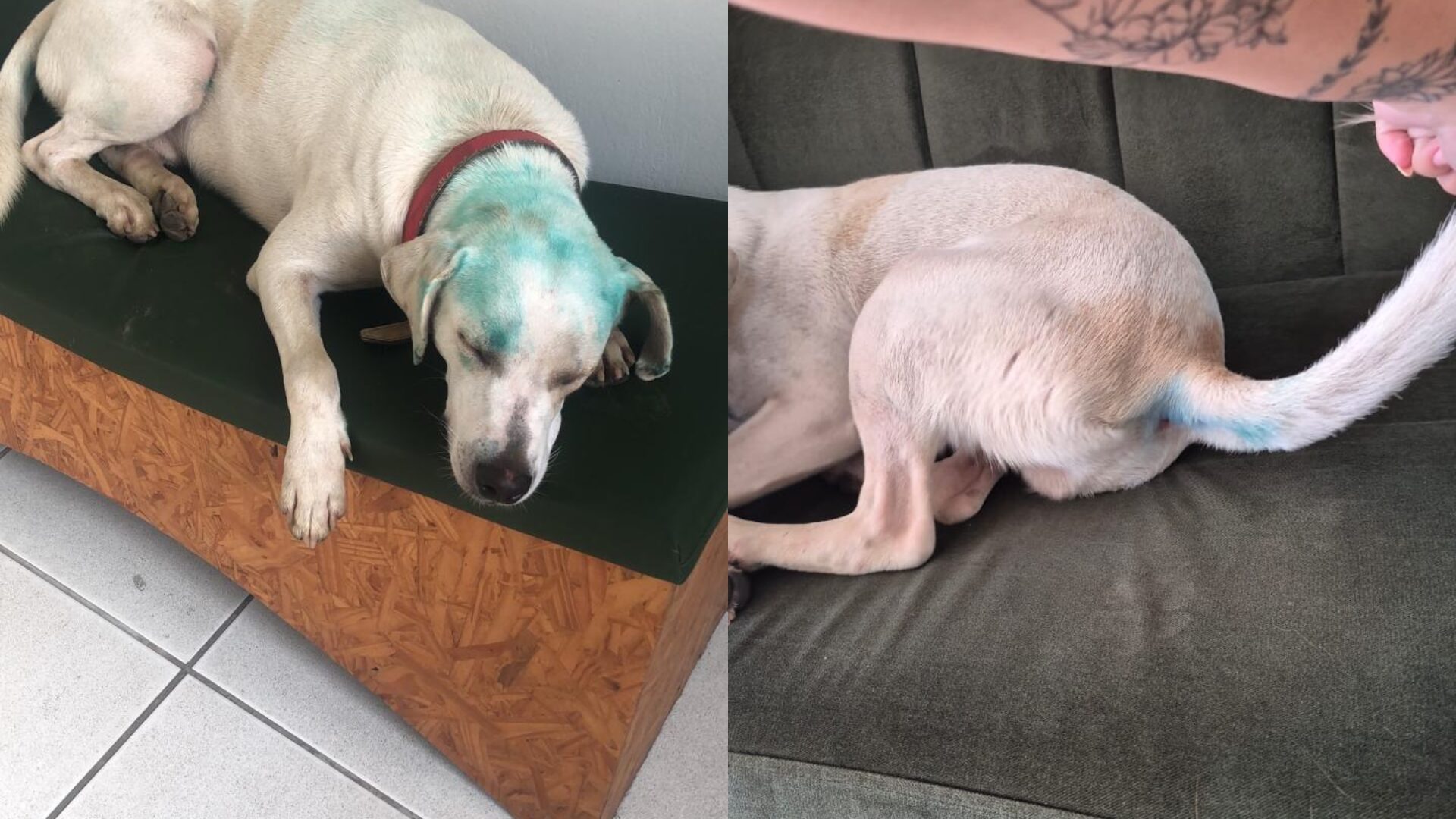 Universidade de SC investiga cão comunitário pintado em trote