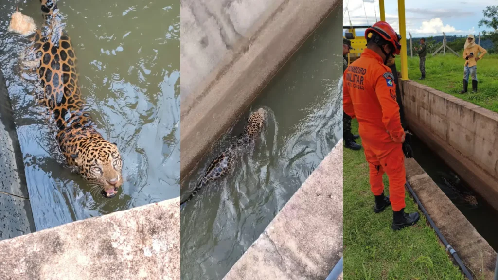 Onça-pintada presa em canal de usina é resgatada com sucesso