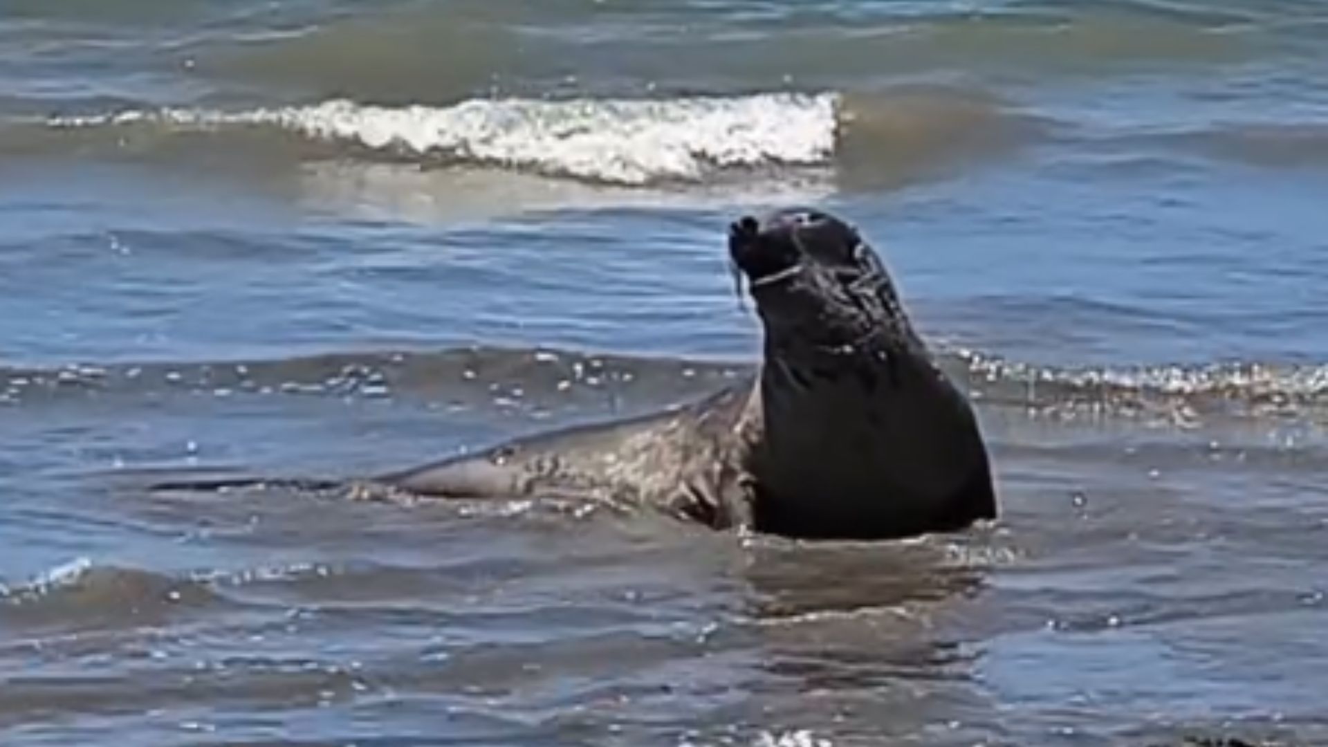 Elefante-marinho “Leôncio” morreu com golpe na cabeça em Alagoas