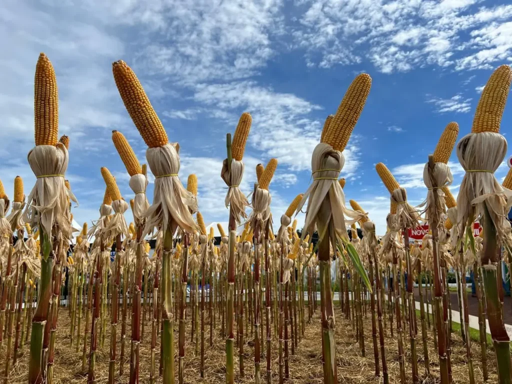 Atraso no plantio de milho deve comprometer colheita em Goiás