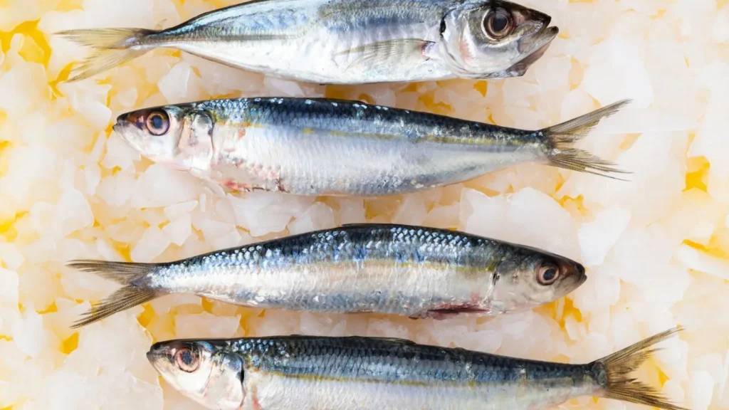 Anvisa determina recolhimento de sardinha contaminada por Salmonella e alerta