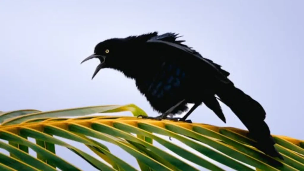 Aves urbanas sentem mais medo de mulheres do que de homens: Estudo
