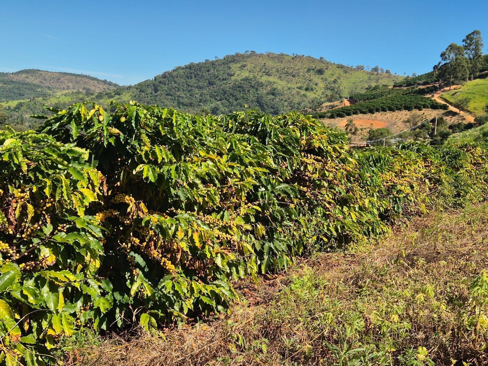Guerra no Oriente Médio faz crescer custo de produção de café no Brasil