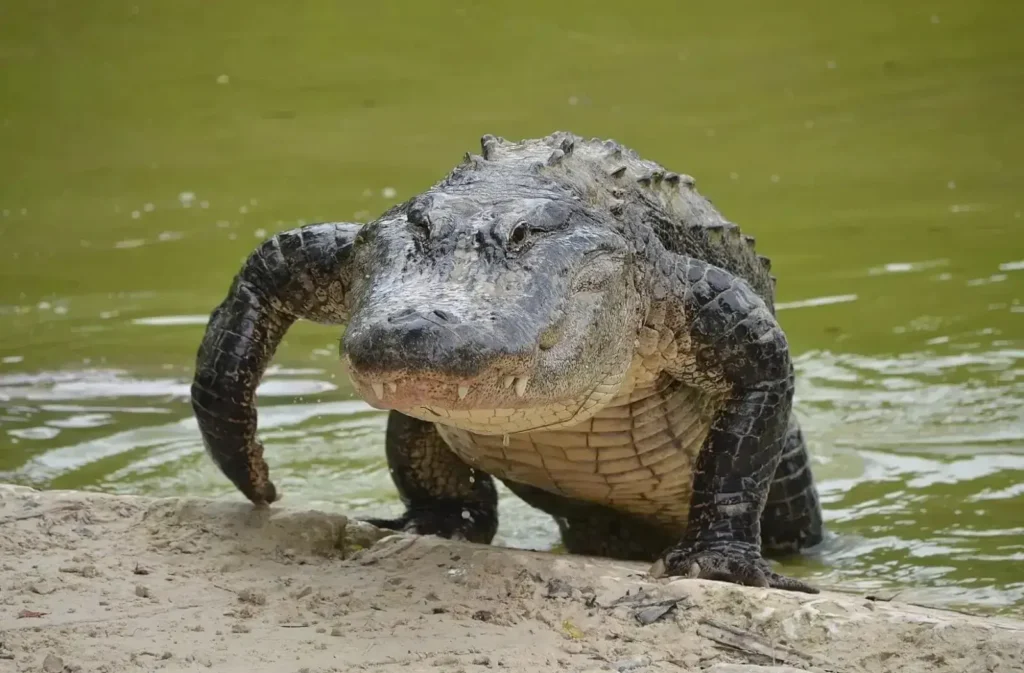 Menino de 11 anos tem mão amputada após ataque de jacaré nos EUA e recebe apoio