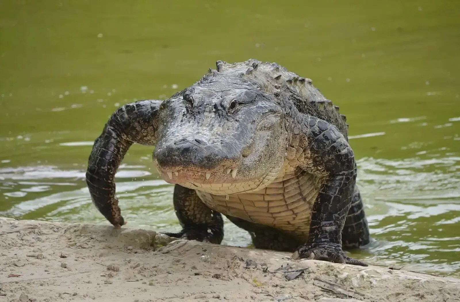 Menino de 11 anos tem mão amputada após ataque de jacaré nos EUA e recebe apoio