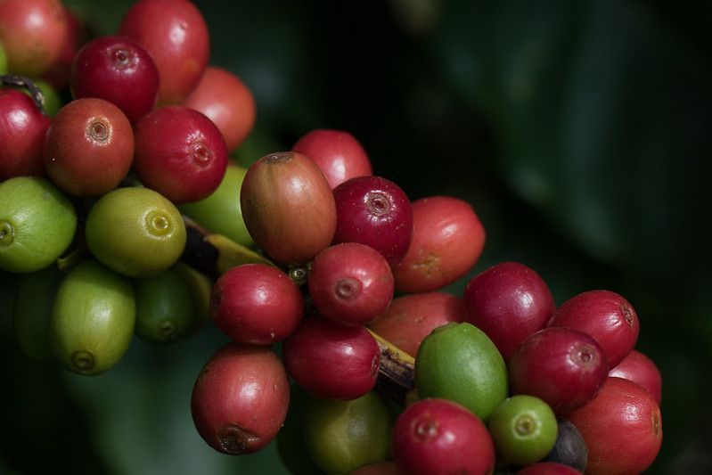 Café arábica avança 1,83% em Nova York com oferta limitada