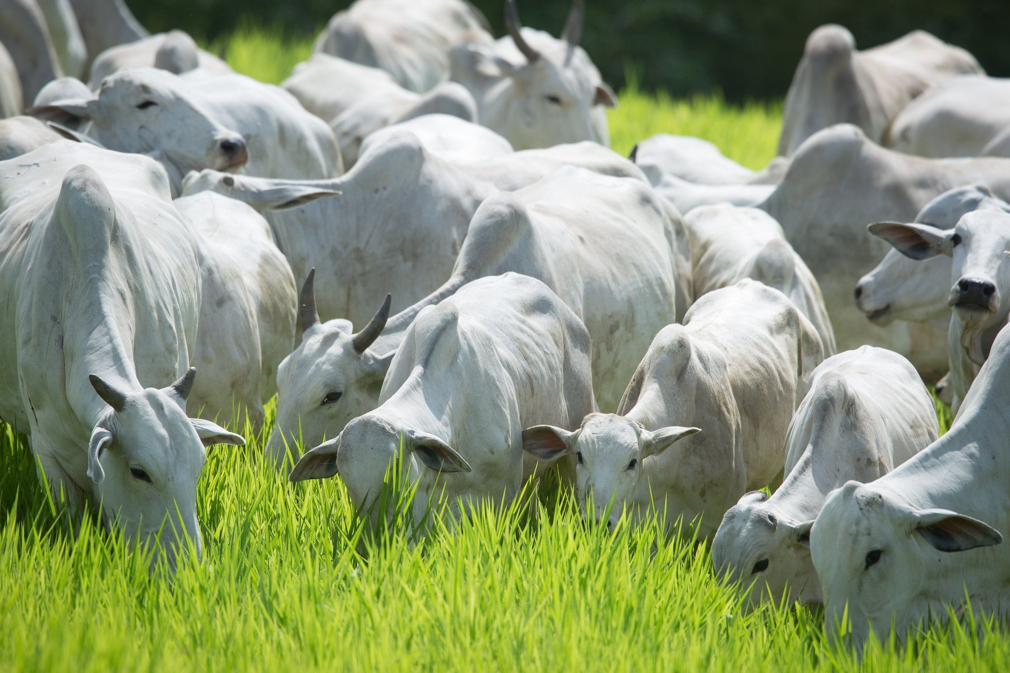 USDA reduz projeções para produção de carne bovina nos EUA