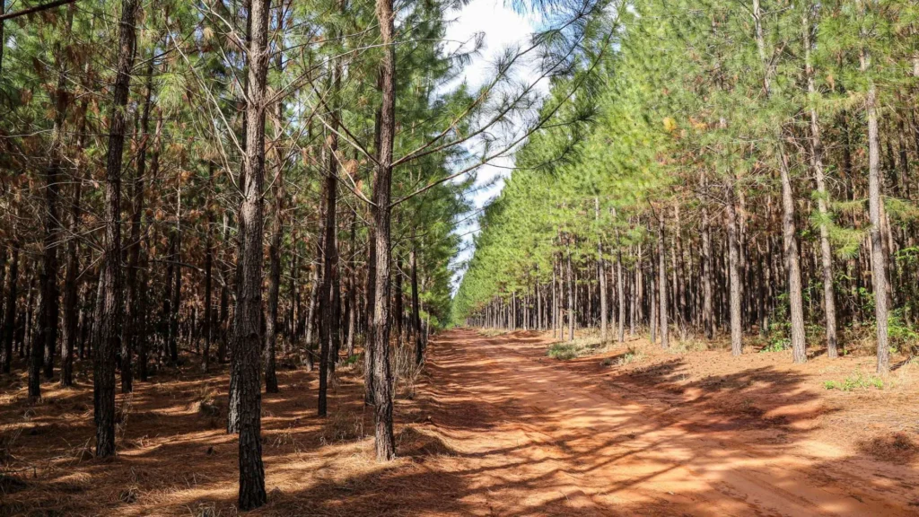 Bioenergia ganha espaço e impulsiona a indústria florestal