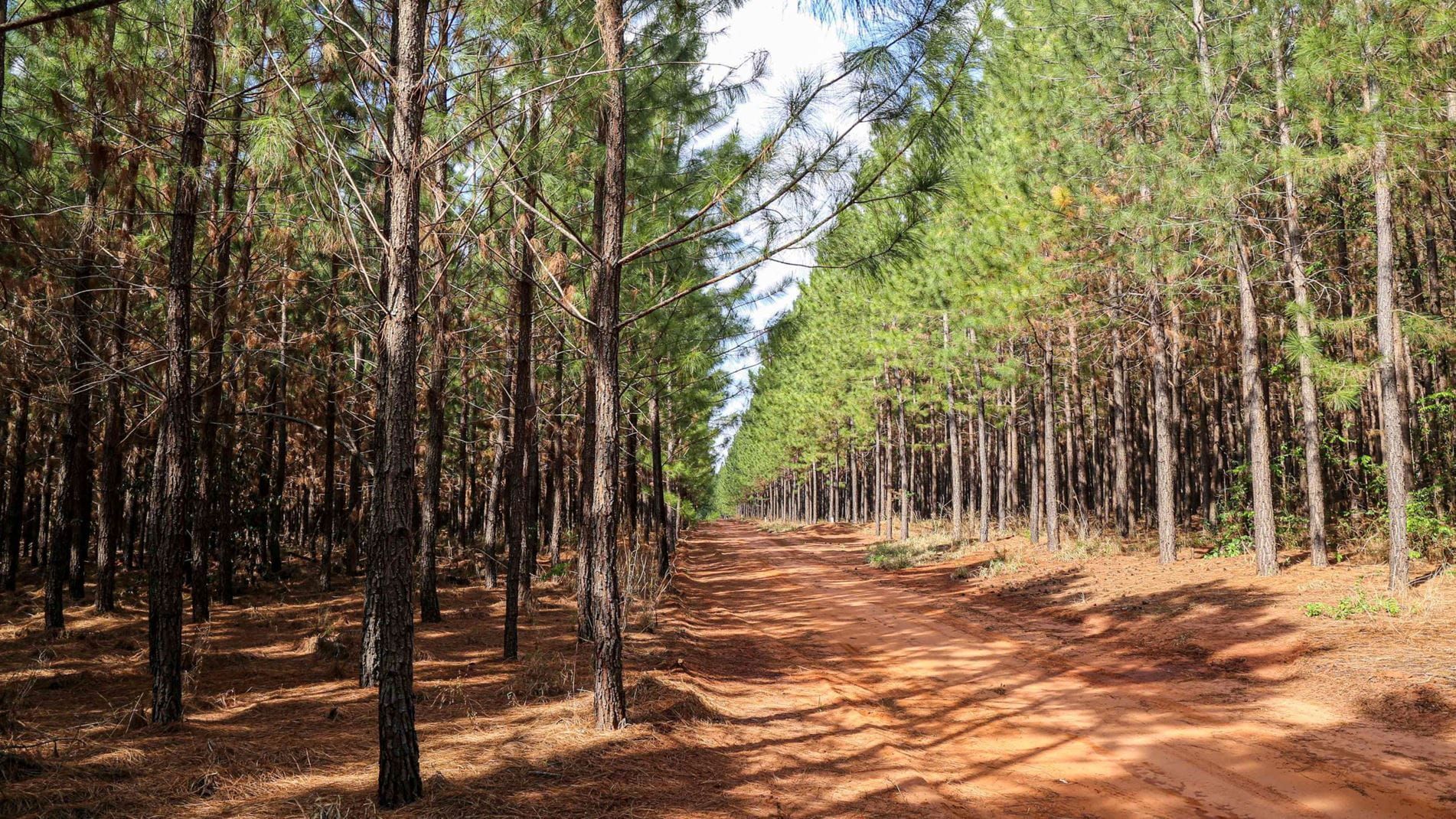Bioenergia ganha espaço e impulsiona a indústria florestal