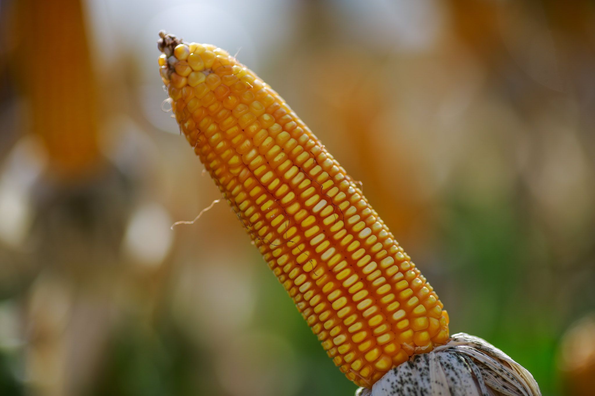 Milho recua 4,10% em Chicago após projeções do USDA