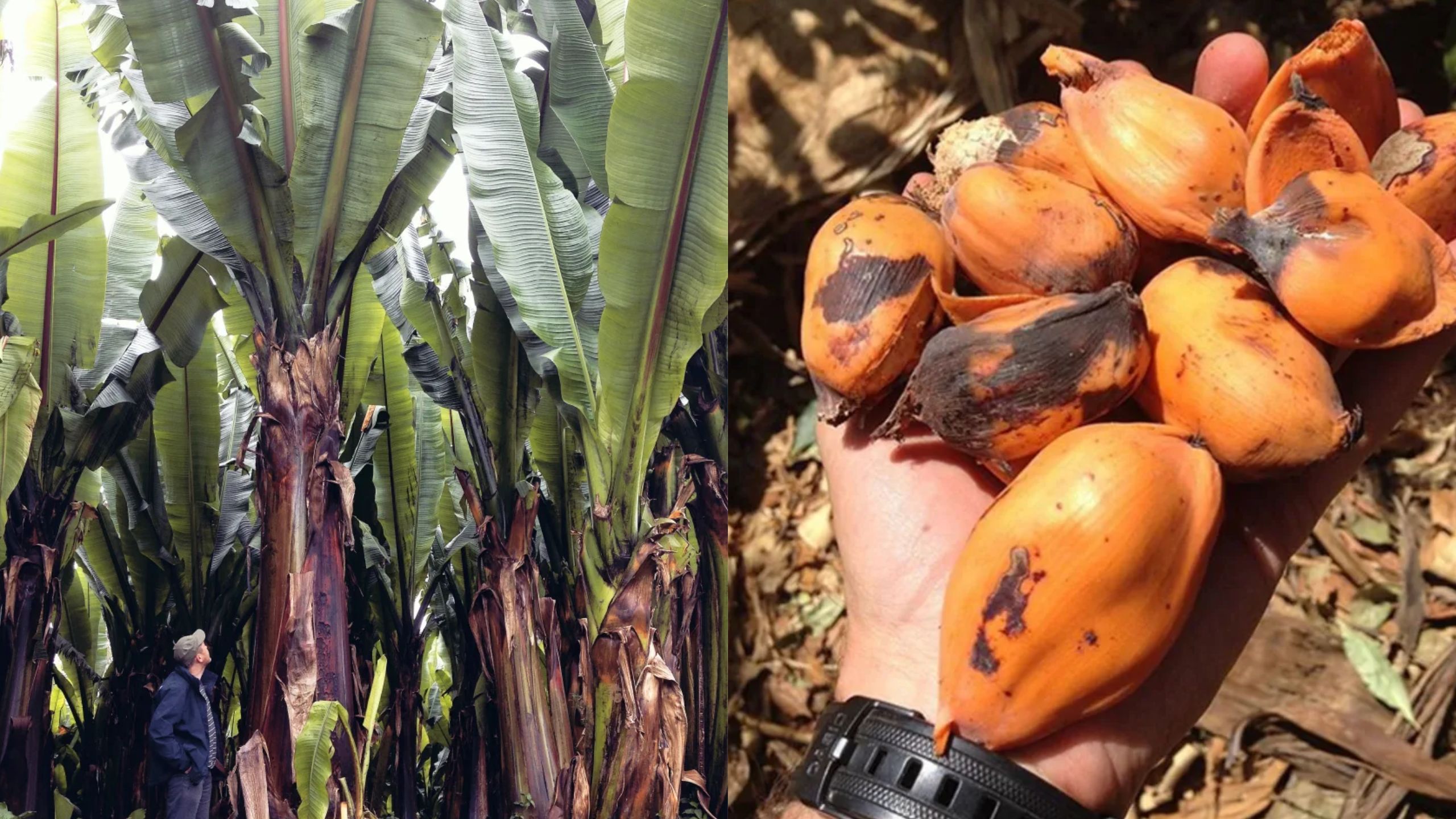 "Parece uma banana gigante, mas é a solução para a fome"