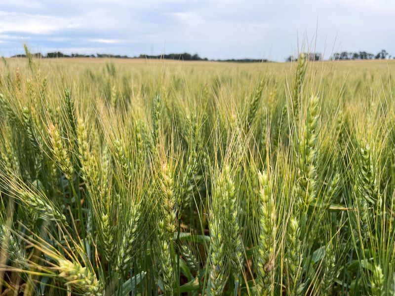 Clima favorece lavouras de trigo na Argentina e garante produtividade