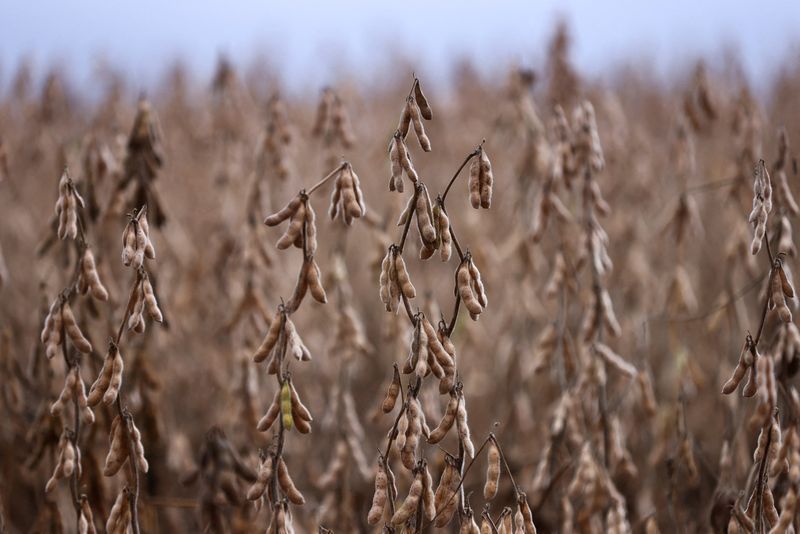 Plantio de soja no Paraná atinge 47% da área com chuva.