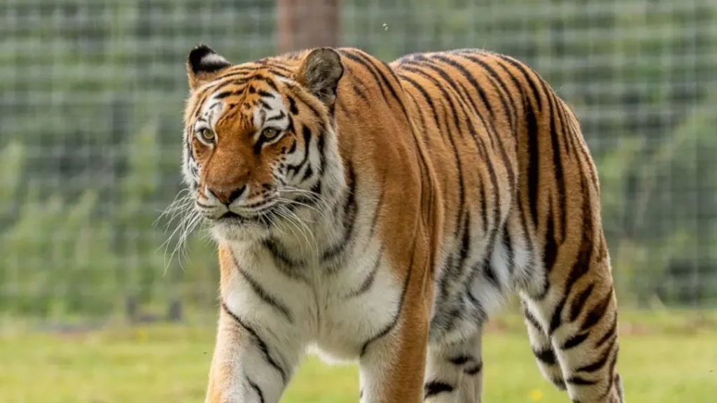 Tigre que matou homem no Reino Unido não será sacrificado